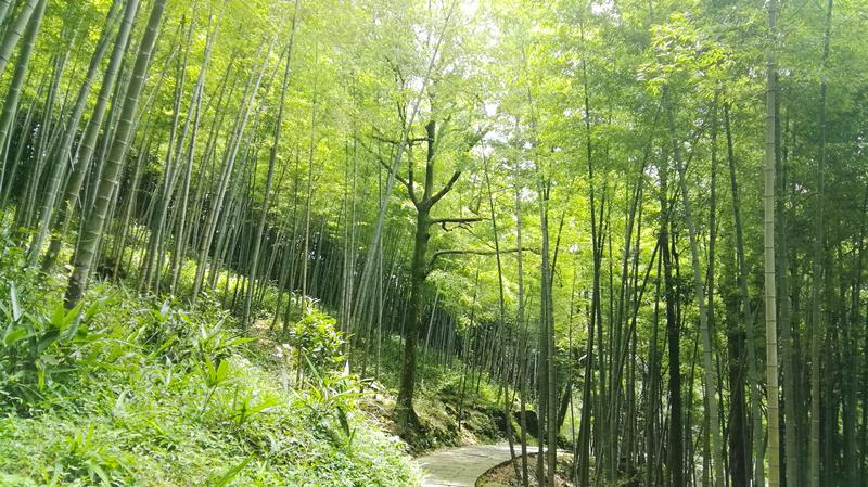 石门竹林