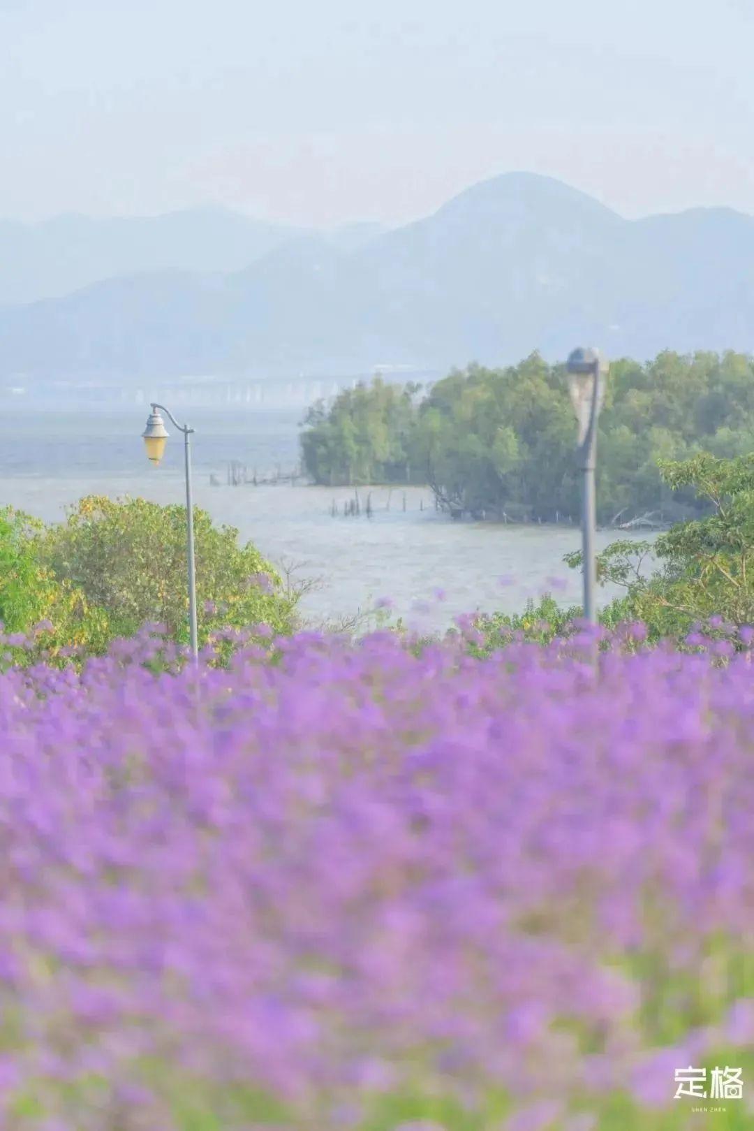 深圳湾海滨栈道5